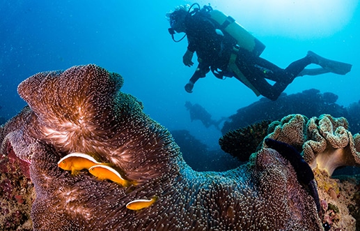Dive Ningaloo Liveaboard - Diver - Anemone fish